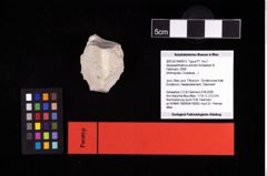 NHMW-GEO-2007z0149-0013_Ol_01.tifAbyssophthalmus schultzi (Schweitzer & Feldmann, 2009)  (NHMW-GEO-2007z0149-0013)